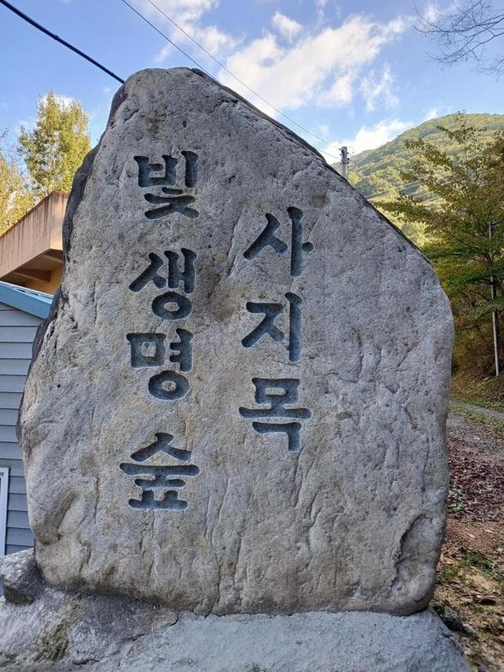 빛 생명 숲 사지목 대표 이미지