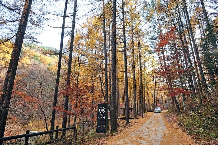 국립청옥산자연휴양림제1야영장 대표 이미지
