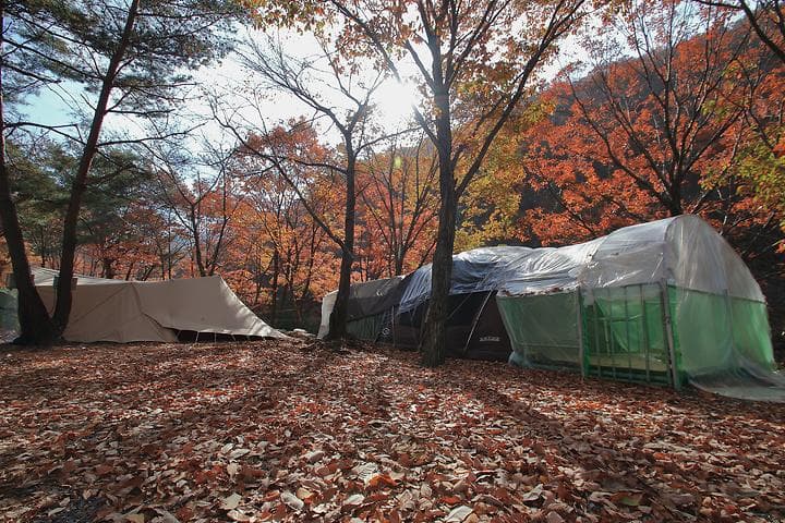 참나무숲 오토캠핑장 대표 이미지