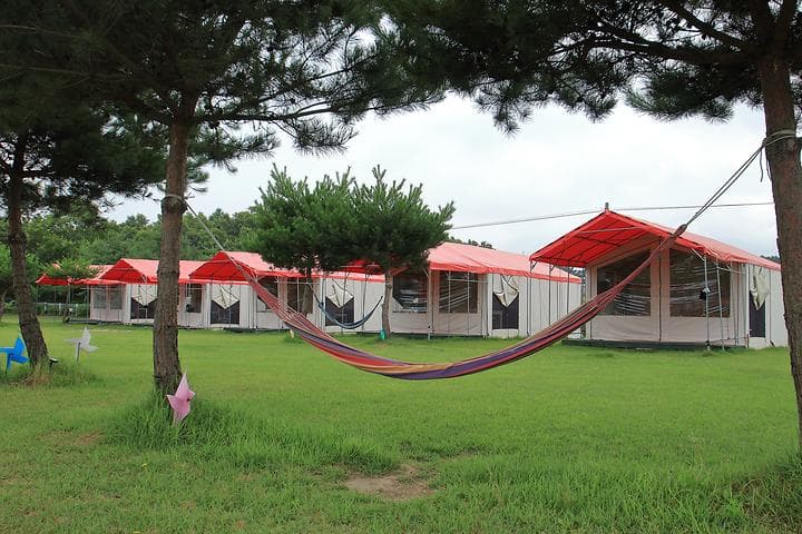 파라독스 애견펜션 / 돔글램핑&오토캠핑장 대표 이미지